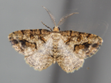 Obolcola decisa